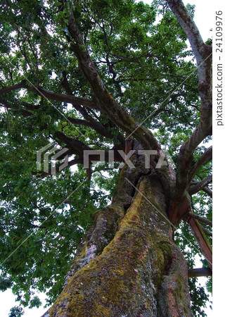 Akutake橋的Enoki大樹 Akutake橋的Enoki大樹 24109976