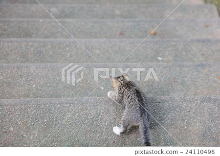 the cat on the street the cat on the street 24110498