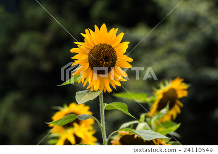 sunflower	 24110549