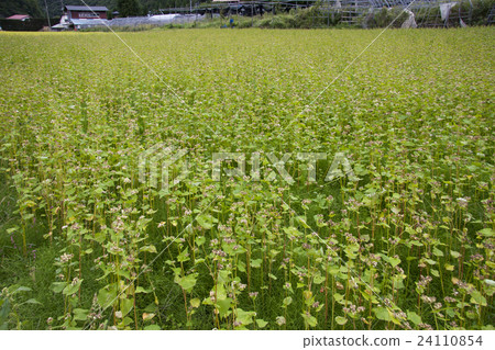 Buckwheat field just before harvest Buckwheat field just before harvest 24110854