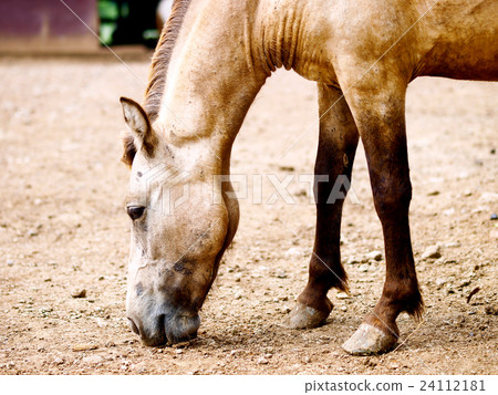 Special color tones, summer day exterior afternoon zoo, pure seed horses, low headed sesame food stuff 24112181