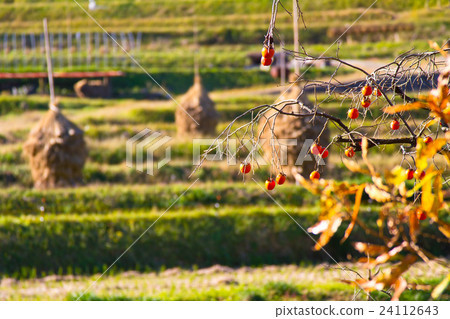 Rice terraces and persimmon trees in late autumn of Asuka village 24112643
