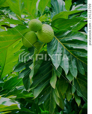 breadfruit, bread fruit, southern countries 24112709