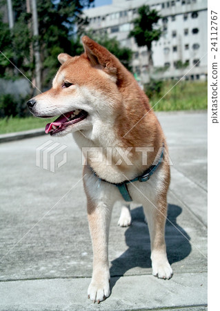  Outdoor park summer sunny afternoon, spitting laryngeal lovely Shiba Inu, Positivity Inquiries 1 piece Fortunately Lunch 24112767