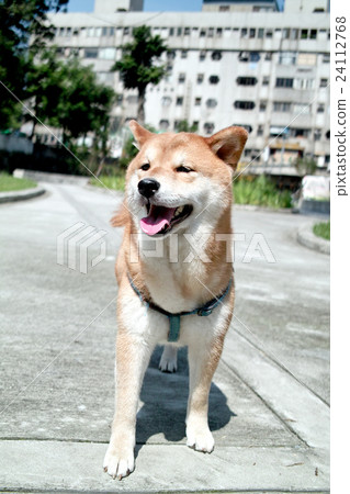  Outdoor park summer sunny afternoon, spitting laryngeal lovely Shiba Inu, Positivity Inquiries 1 piece Fortunately Lunch 24112768