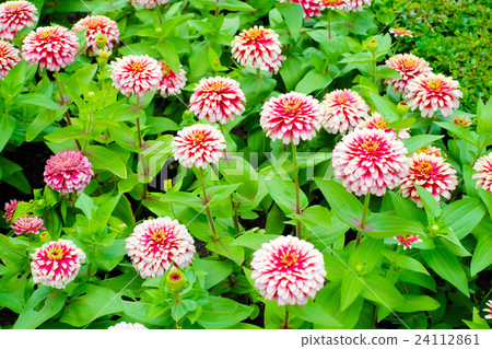 Multicolor flowers Multicolor flowers 24112861