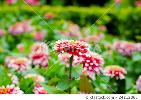 Multicolor flowers Multicolor flowers 24112863