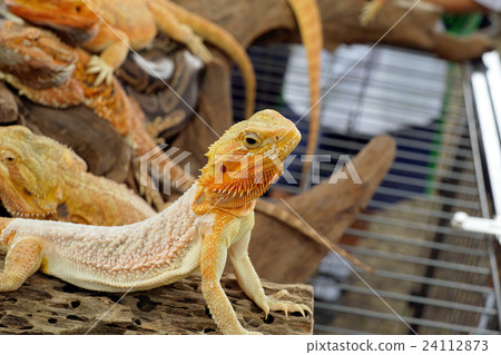 Bearded dragon 24112873