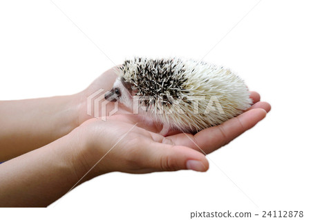 Little hedgehog sits in hands isolated Little hedgehog sits in hands isolated 24112878