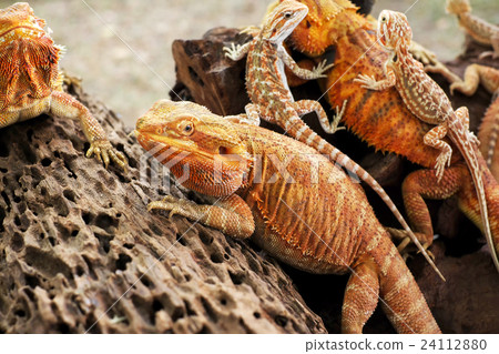 Bearded dragon Bearded dragon 24112880