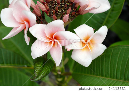 Plumerias 24112881