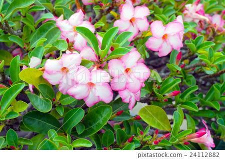 Pink Desert Rose blooming 24112882