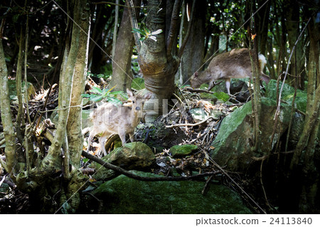 屋頂的世界遺產區，西部森林公路的Yakusha 24113840