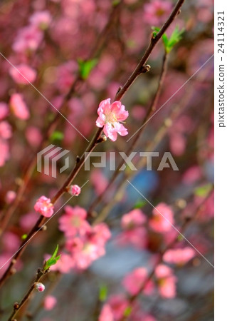 Peach blossom in spring 24114321