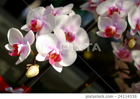 Beautiful white moth orchid flowers in spring Beautiful white moth orchid flowers in spring 24114338
