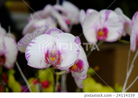Beautiful white moth orchid flowers in spring Beautiful white moth orchid flowers in spring 24114339