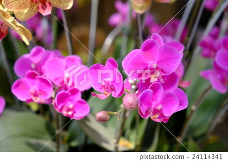 Beautiful violet moth orchid flowers in spring 24114341