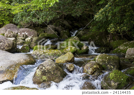Yakushima Yokogawa Valley Yakushima Yokogawa Valley 24114435