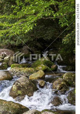 Yakushima Yokogawa Valley Yakushima Yokogawa Valley 24114436