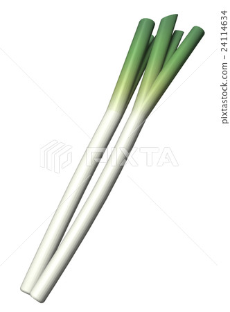 Japanese leek Japanese leek 24114634