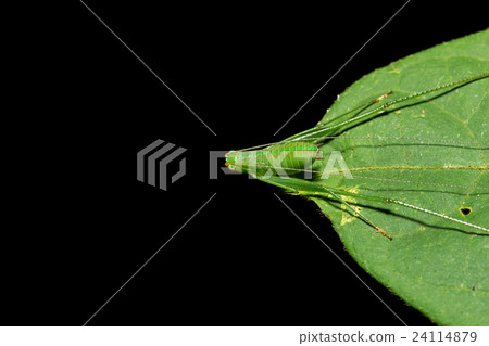 Macro green bug on green leaf isolated on black 24114879
