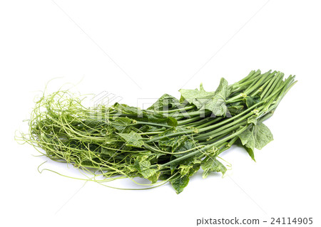 圖庫照片: fresh green chayote leaf isolated on white background