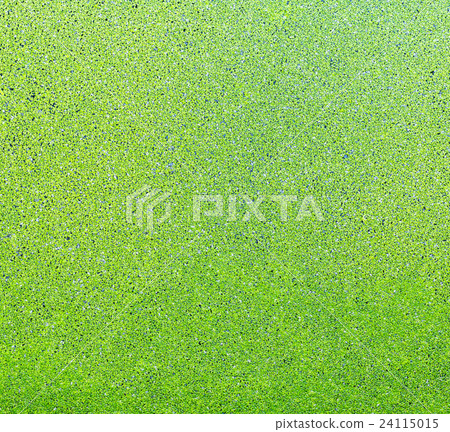 Top view green duckweeds cover surface of water. For texture background 24115015