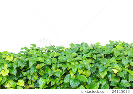Fresh Piper sarmentosum isolated on white background 24115023