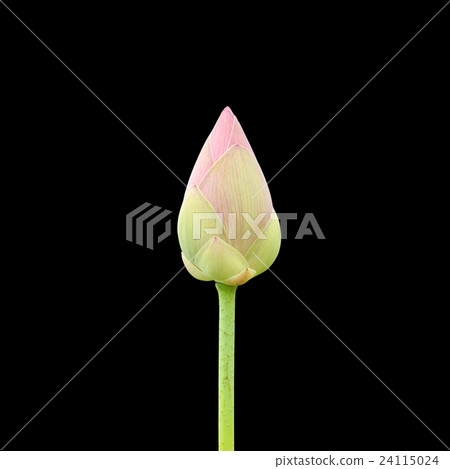 Beautiful pink lotus flower isolated on black. Saved with clipping path (Lotus used to worship) 24115024