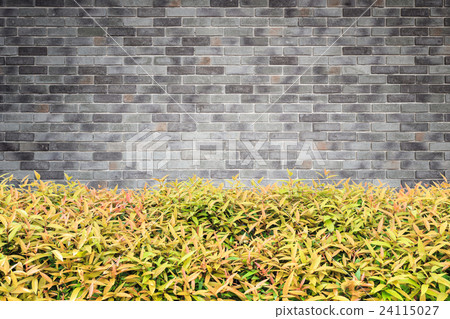 Young green plant. Garden decorative on wall background 24115027