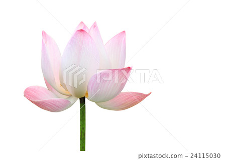 Beautiful pink lotus flower isolated on white. Saved with clipping path 24115030