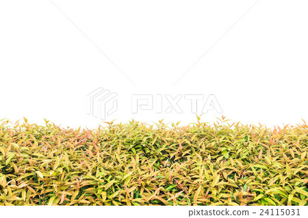 Pattren of young green plant. Garden decorative isolated on white 24115031