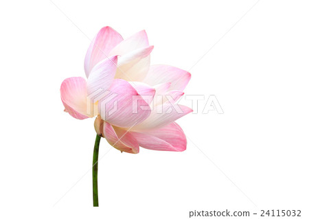 Beautiful pink lotus flower isolated on white. Saved with clipping path (Lotus used to worship) 24115032