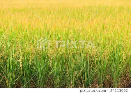 Rice plant. Yellow rice field in Nakhon Pathom province 24115062