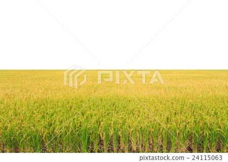 Rice plant. Yellow rice field in Nakhon Pathom province 24115063