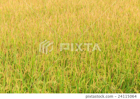 Rice plant. Yellow rice field in Nakhon Pathom province 24115064