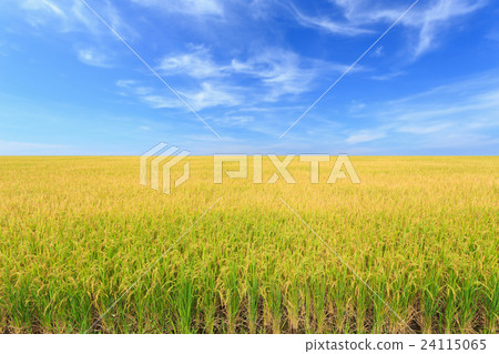 Rice plant. Yellow rice field in Nakhon Pathom province 24115065