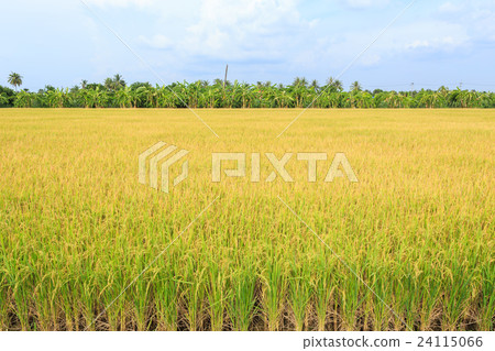 Rice plant. Yellow rice field in Nakhon Pathom province 24115066
