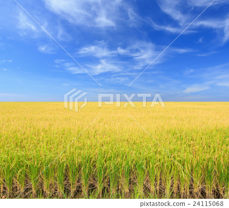 Rice plant. Yellow rice field in Nakhon Pathom province 24115068