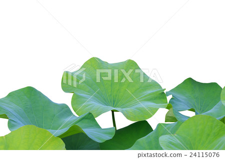 Big green lotus leaf isolated on white. Saved with clipping path (Lotus used to worship) 24115076