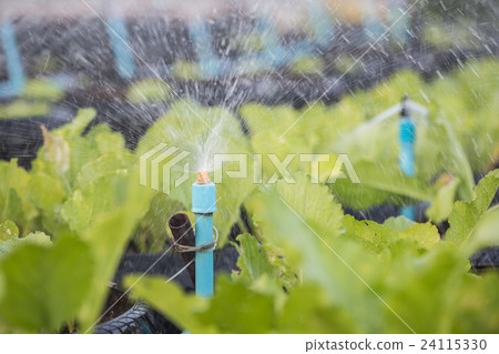 Recycle of tire used in organic vegetable farm Recycle of tire used in organic vegetable farm 24115330