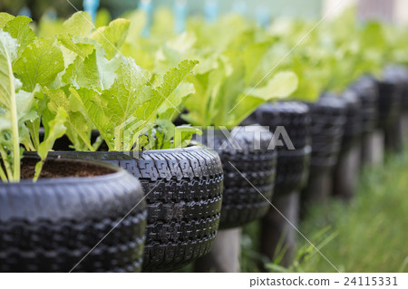 Recycle of tire used in organic vegetable farm Recycle of tire used in organic vegetable farm 24115331