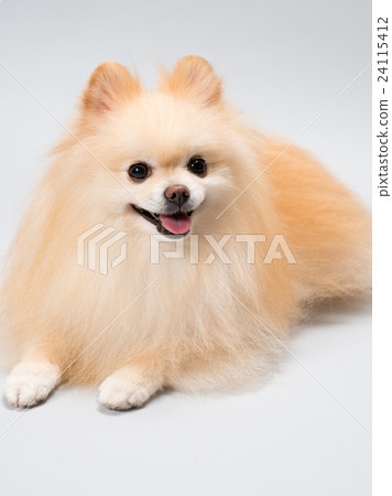 波美拉尼亞 波美拉尼亞 24115412