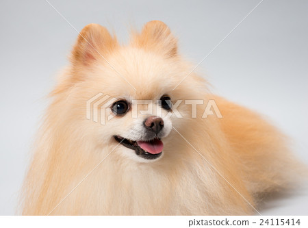 波美拉尼亞 波美拉尼亞 24115414