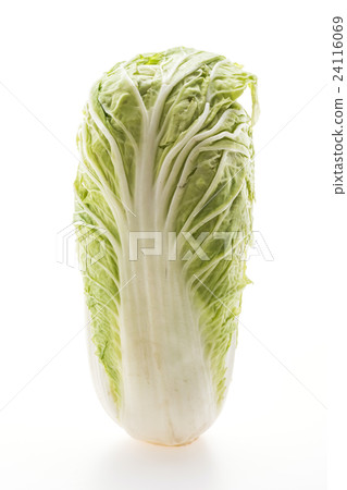 White lettuce or White cabbage White lettuce or White cabbage 24116069