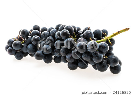 Grape 24116830