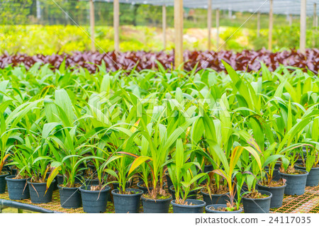 Green Asplenium in garden . 24117035