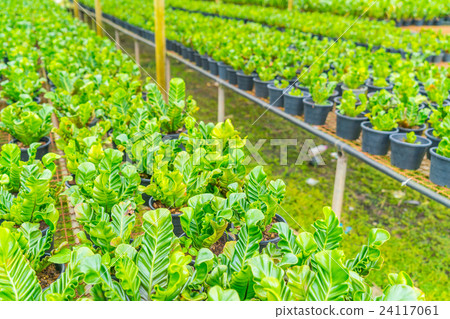 Green Asplenium in garden . 24117061
