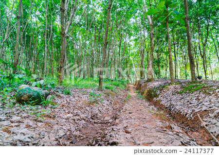 Para rubber tree . Para rubber tree . 24117377