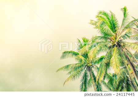 Coconut palm trees . ( Filtered image processed vintage effect. ) 24117445